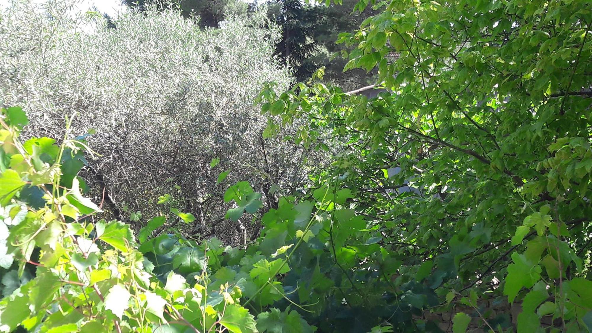 Bed and Breakfast Bastide Sainte Agnes Carpentras Zewnętrze zdjęcie